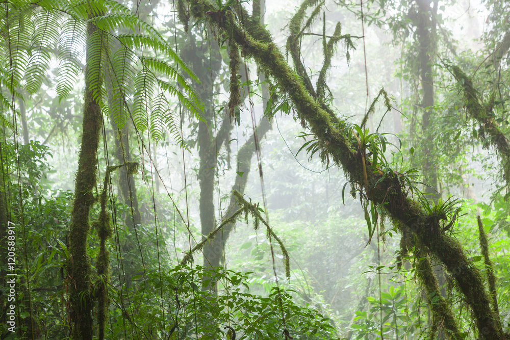 Naklejka premium Misty rainforest in Monteverde cloud forest reserve