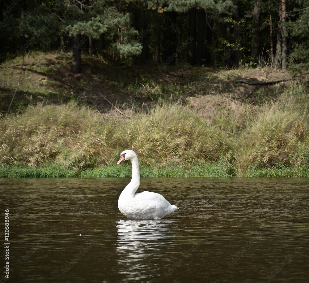 White swan on the river White swan on the river