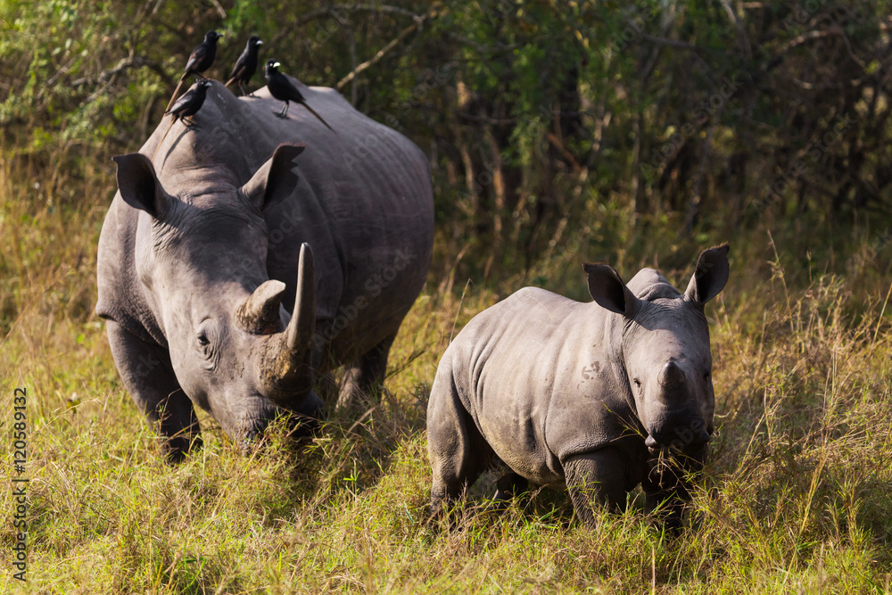Obraz premium Rhino calf with mum