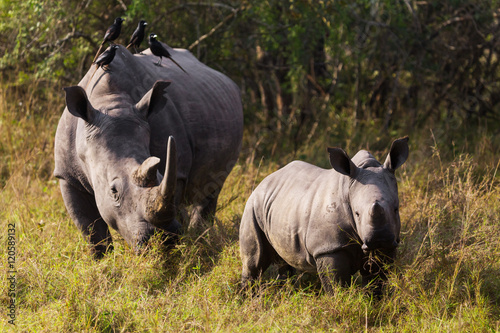 Rhino calf with mum   © SB