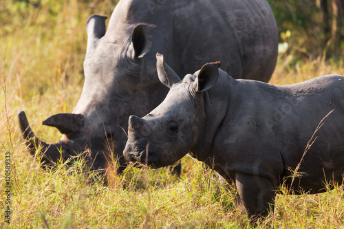 Canvas Print Rhino calf with mum