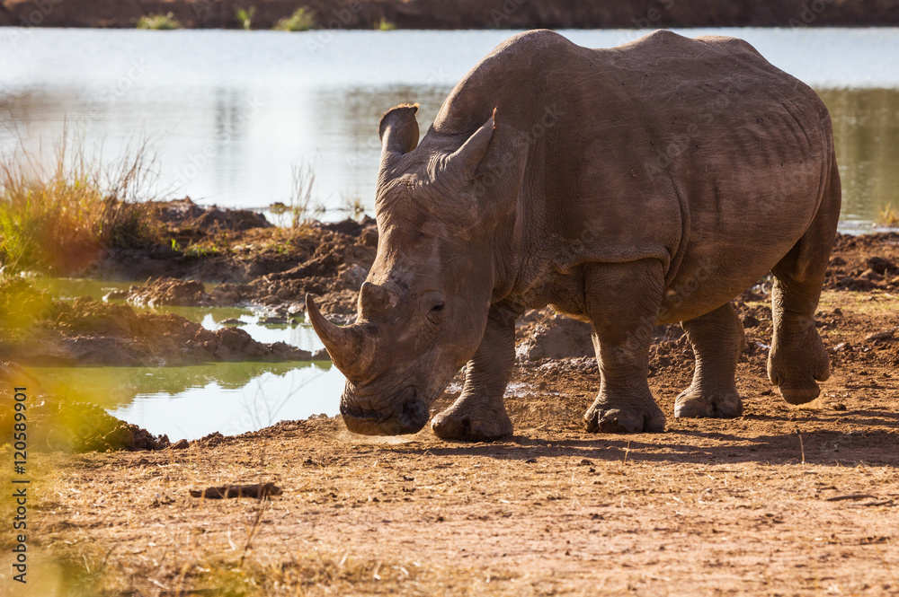 Naklejka premium African rhinoceros 