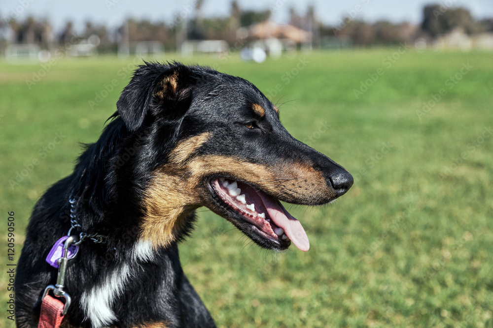 Beauceron with Australian Shepherd Dog Portrait in Park Beauceron with Australian Shepherd Dog Portrait in Park