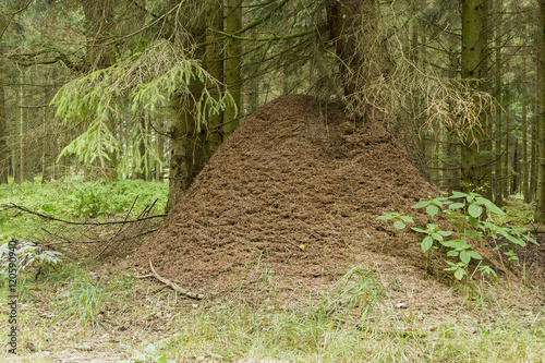 Myrstack av röd skogsmyra photo