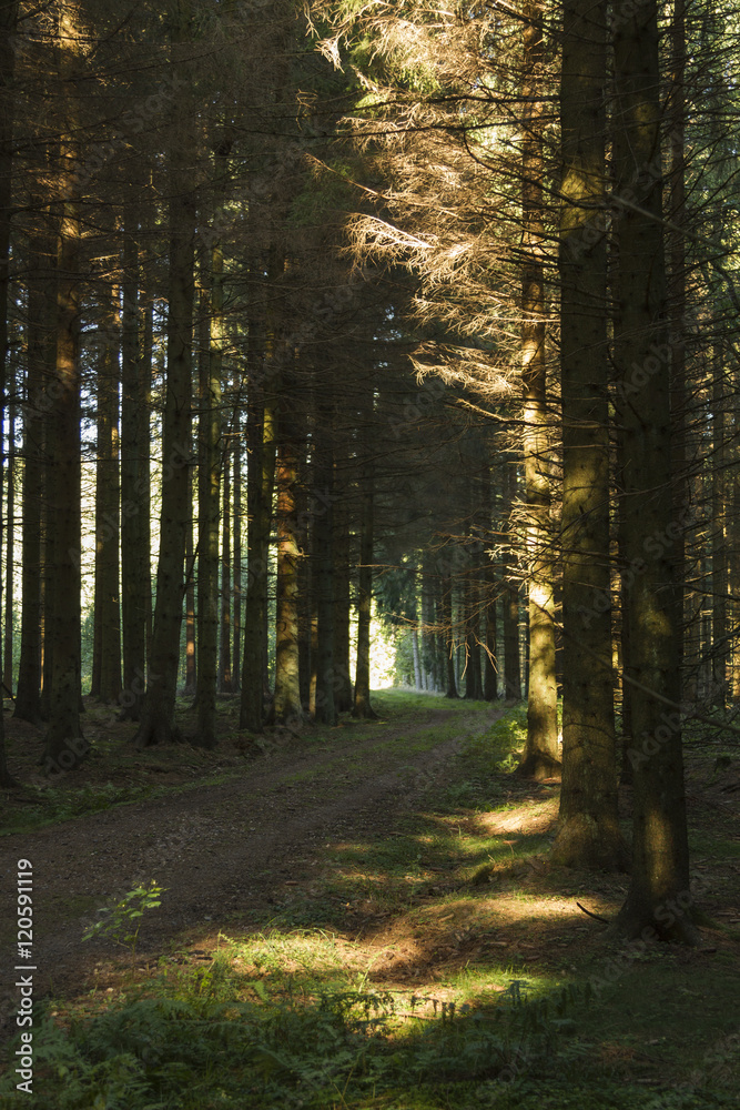 Fototapeta premium Solstrålar genom granskog