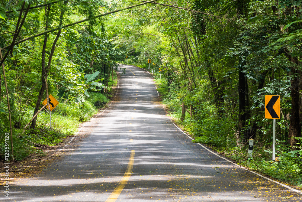 Obraz premium Forest road in the summer