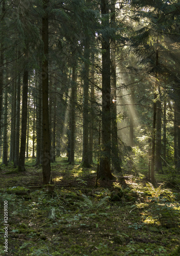 Solstrålar genom dimmig skog © Björn Kristersson
