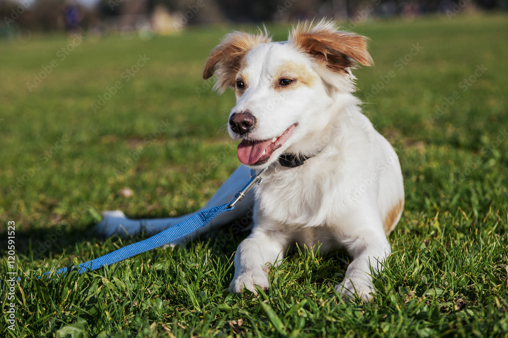 Mixed Breed Dog Portrait in the Park