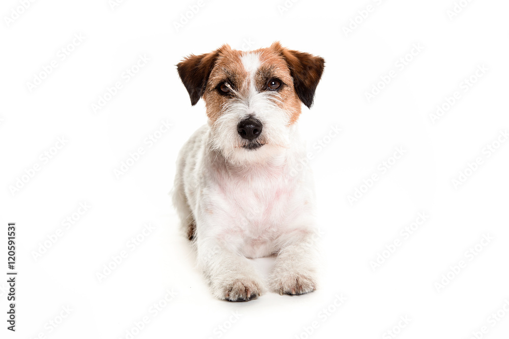 jack russell dog posing laying in white studio watching the came