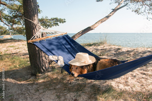 Hund mit Hut am Meer schläft in einer Hängematte
