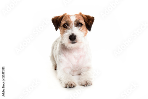 jack russell dog posing laying in white studio watching the came