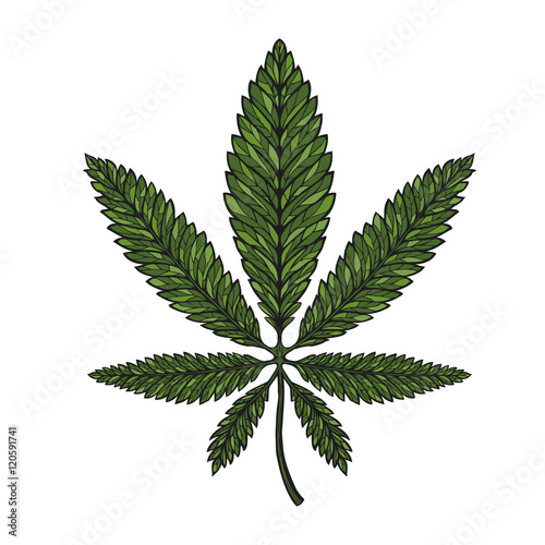 Hand drawn leaf hemp, cannabis in decorative style. Marijuana vector illustration