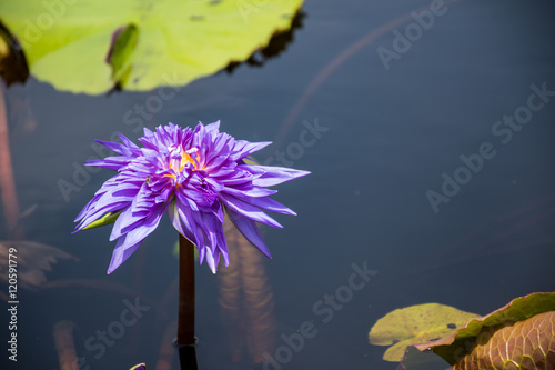 Lotus photo