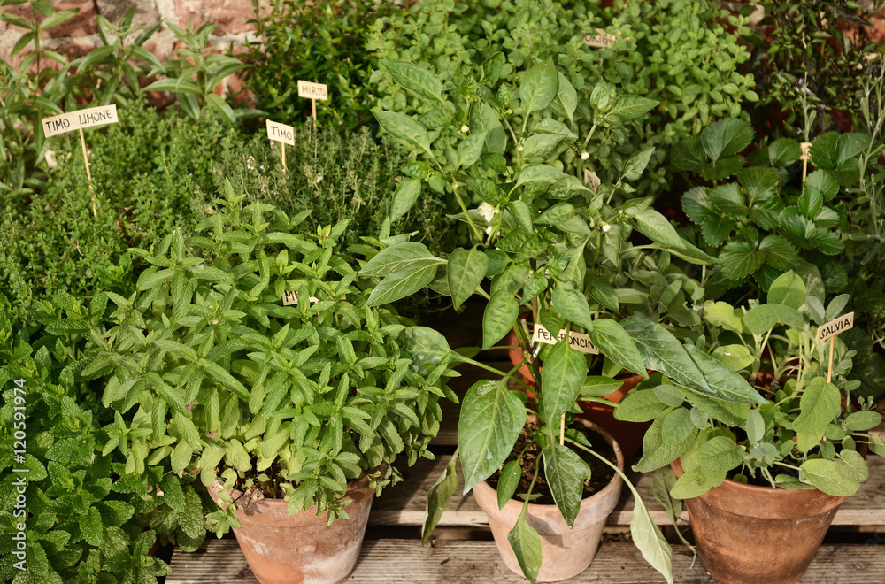 home cultivation of herbs and spices in the yard home cultivation of herbs and spices in the yard