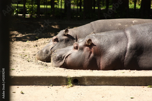 Hippopotamus at the zoo #120592141