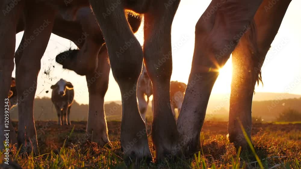 Rinder auf der Weide bei Sonnenaufgang