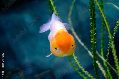 Золотая рыбка оранда