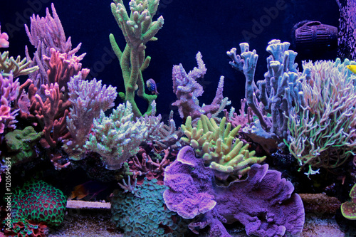 Fototapeta Naklejka Na Ścianę i Meble -  Dream coral reef aquarium tank 