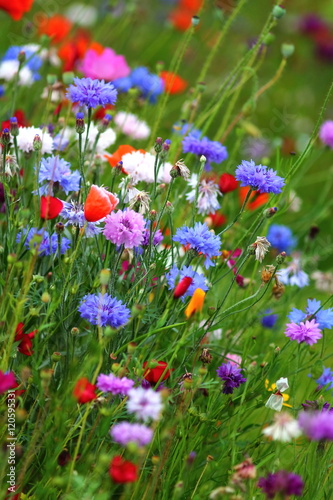 Edible white, purple and blue flowers on the cornflower meadow in slow food garden