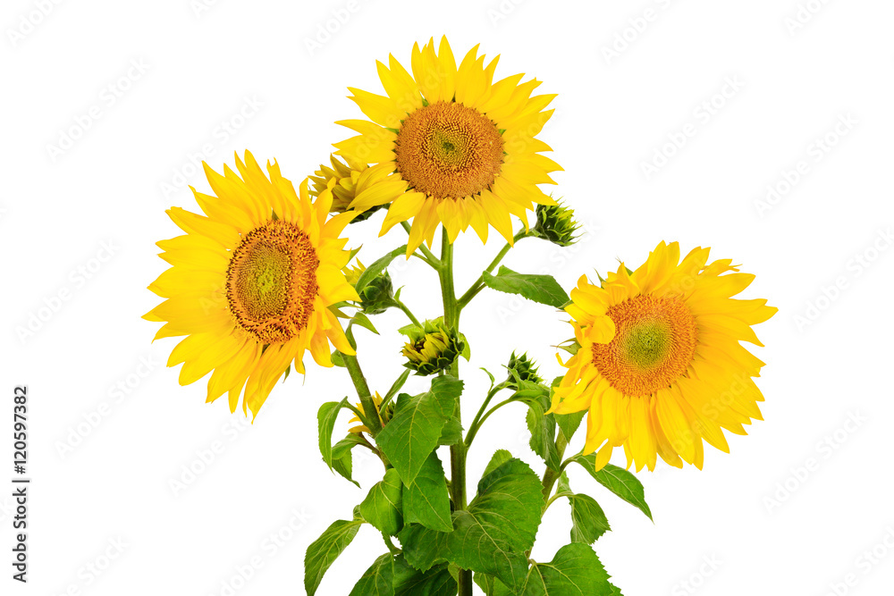 Fototapeta premium flower sunflower isolated on white background
