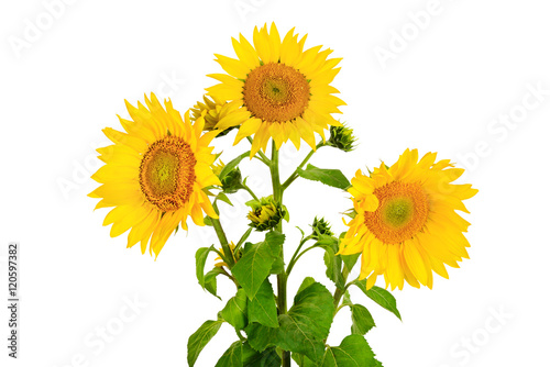 flower sunflower isolated on white background