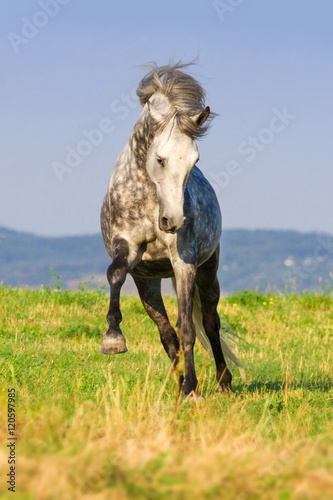 Grey andalusian stallion run on pasture against blue hillls