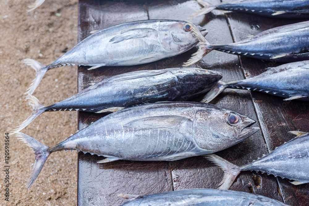 Obraz premium fresh tuna