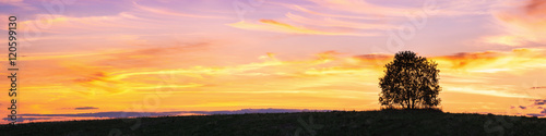 Panoramic landscape with single tree over sunset sky © Vitaliy