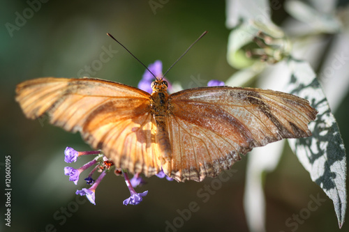 Julia Heliconian Dryas Julia