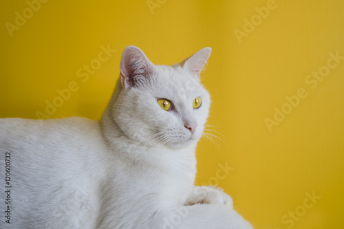 Photography chat poil blanc jaune calme acidulé saturation