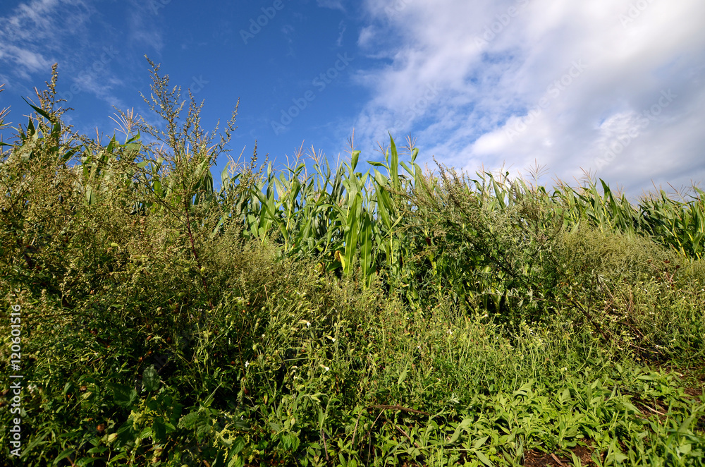 Corn field
