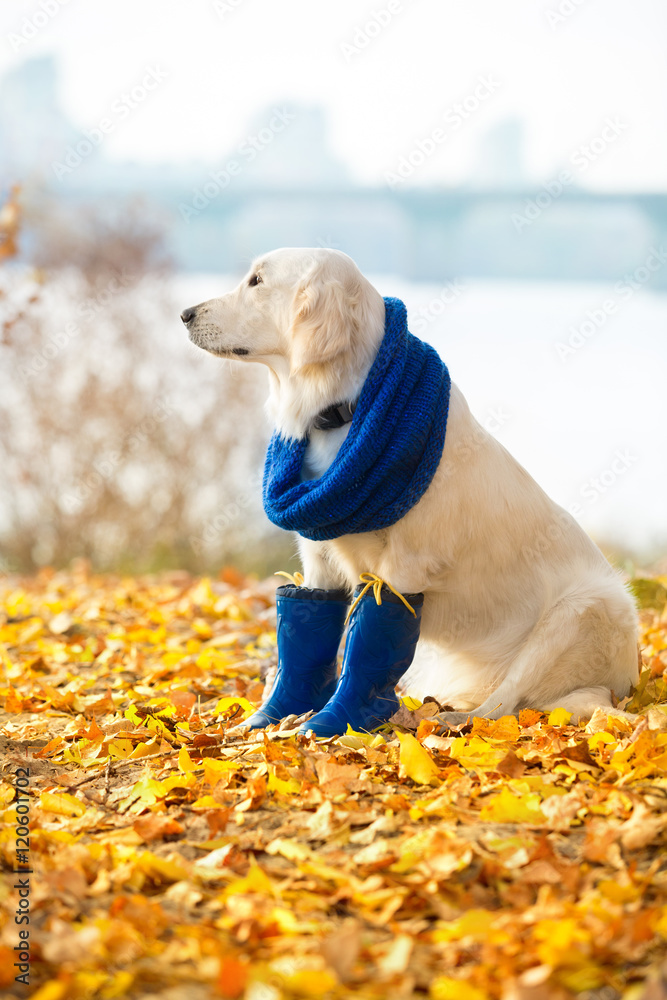 Autumn portrait of golden retriever junior foto de Stock Adobe Stock