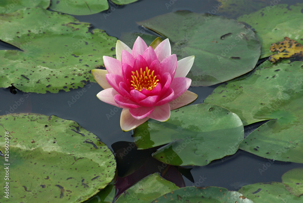 Nénuphar rose en été, parc floral Paris