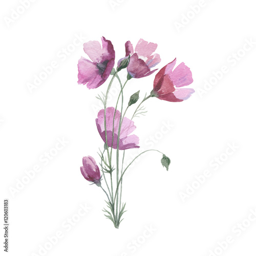 Wildflower flower poppy in a watercolor style isolated. Full name of the herb  papaver  poppy  opium poppy. Aquarelle flower could be used for background  texture  pattern  frame or border.