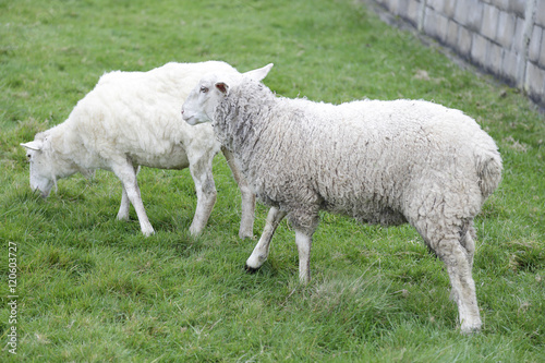 Two sheeps grazing in a meadow