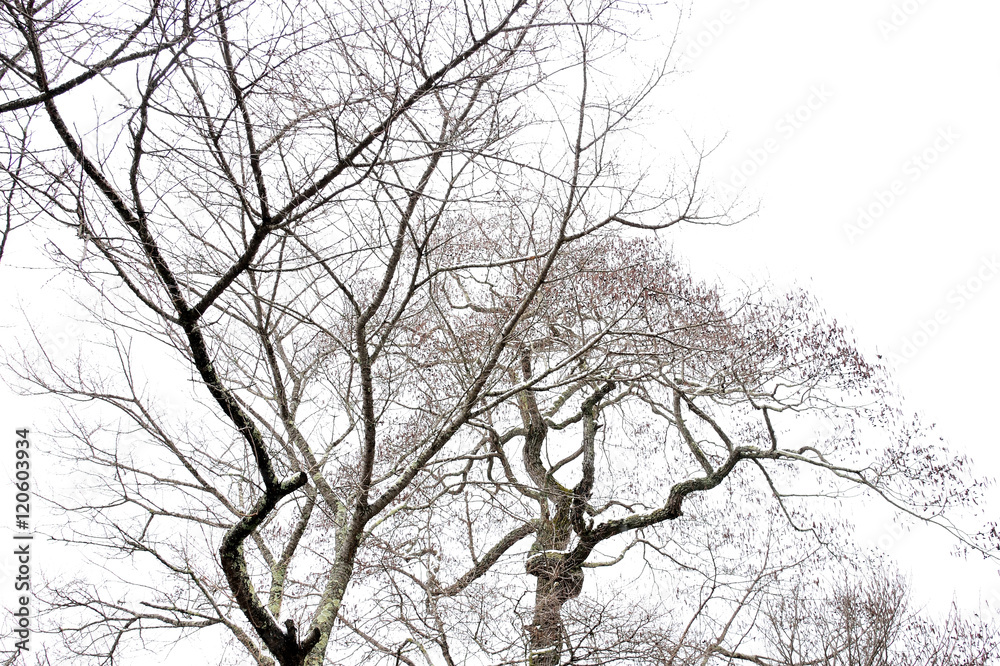 Shedding in winter