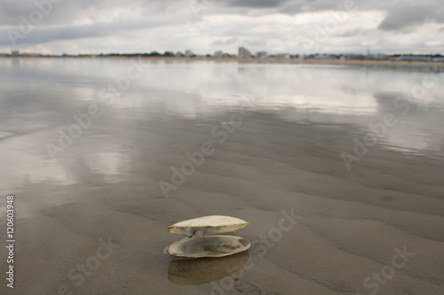 Wurster Nordseeküste - Muschel Watt bei Ebbe im Wasser photo