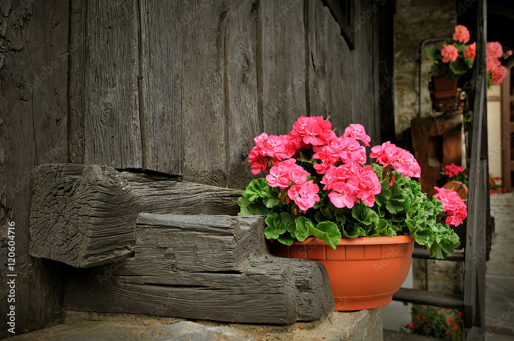 Red geranium flower, potted plant on rural black wooden porch Red geranium flower, potted plant on rural black wooden porch