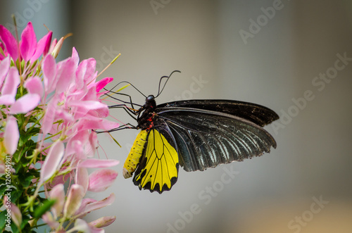 Zwartgele flinder op een roze bloem photo