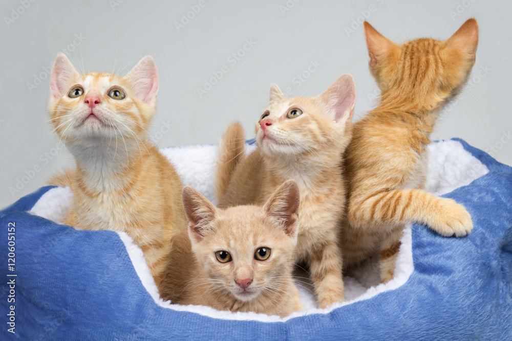 Adorable ginger kittens in a warm cat bed