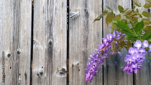 Синий цветок глицинии на деревянном фоне