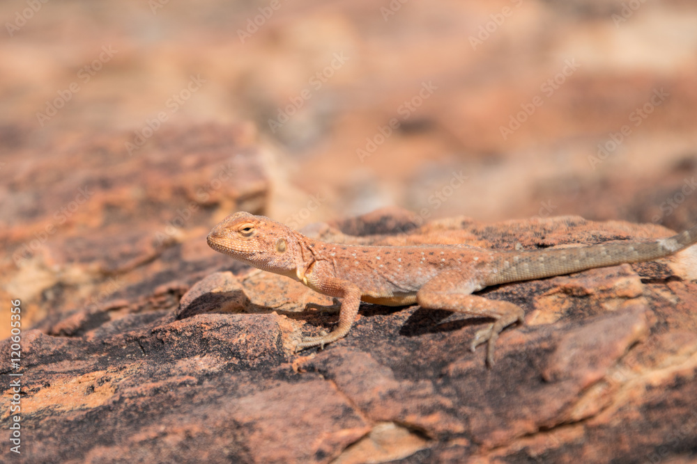Fototapeta premium Rote Eidechse auf roten Fels, Australien