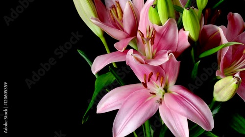 Time-lapse of pink Asiatic lily flowers blooming. Studio shot over black.
