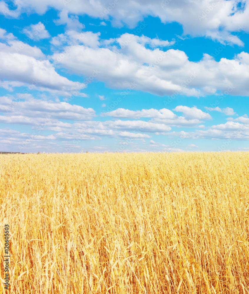 Fototapeta premium golden wheat field