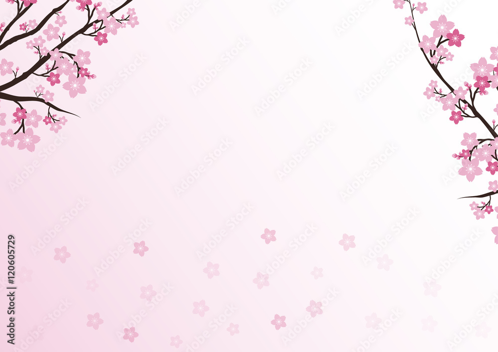 Cherry blossom, Sakura pink flowers background.Vector Card  Illu