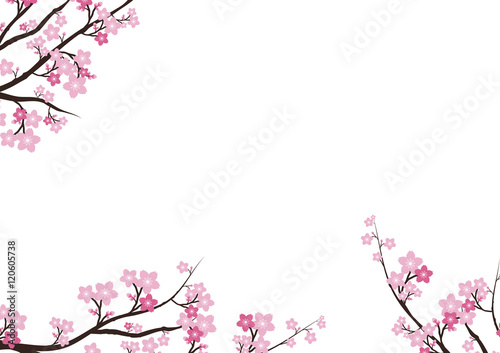Cherry blossom  Sakura pink flowers background.Vector Card  Illu