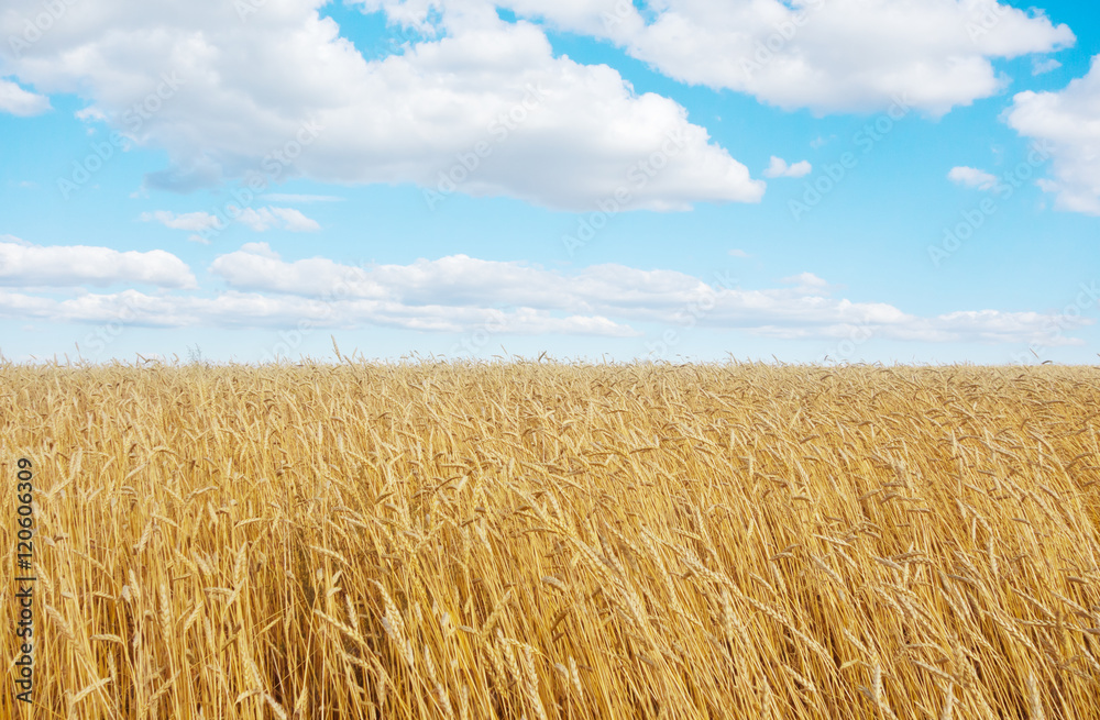 Fototapeta premium golden wheat field