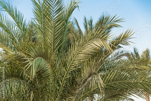 Fototapeta Naklejka Na Ścianę i Meble -  Green palm trees
