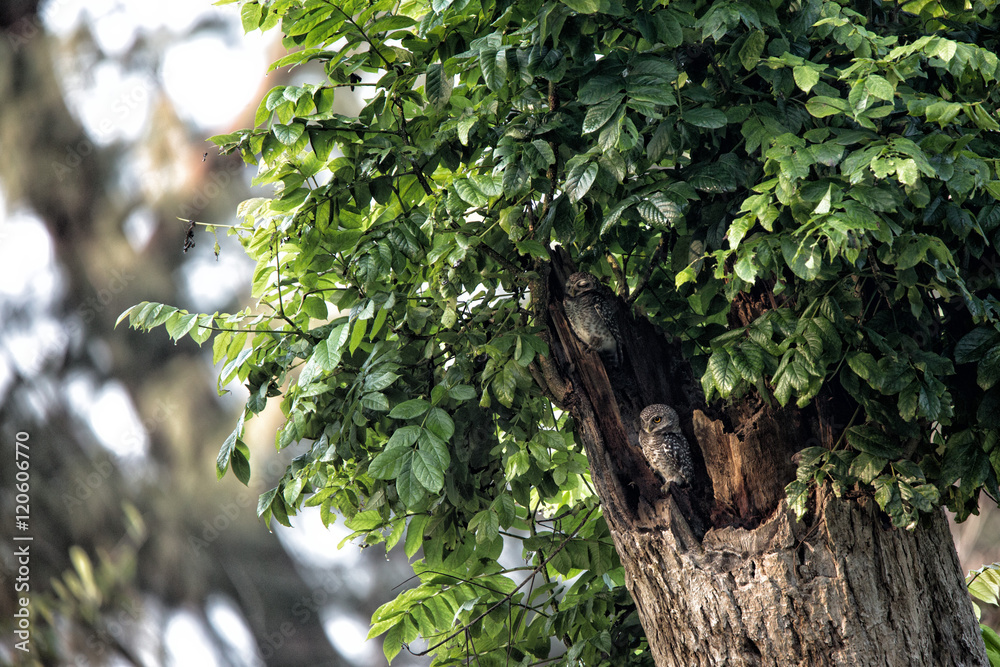 Spotted owlet