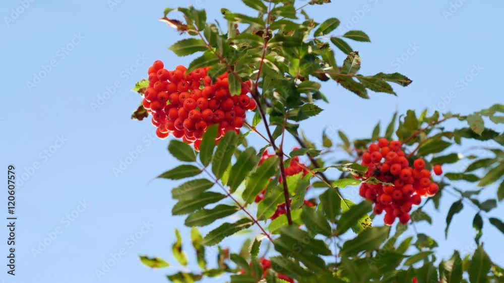 Rowan berries, Mountain ash tree with ripe berry Rowan berries, Mountain ash tree with ripe berry